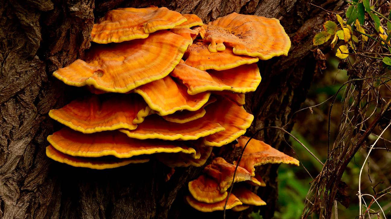 Mushroom Foraging: Safety Protocols and Beginner Species 1