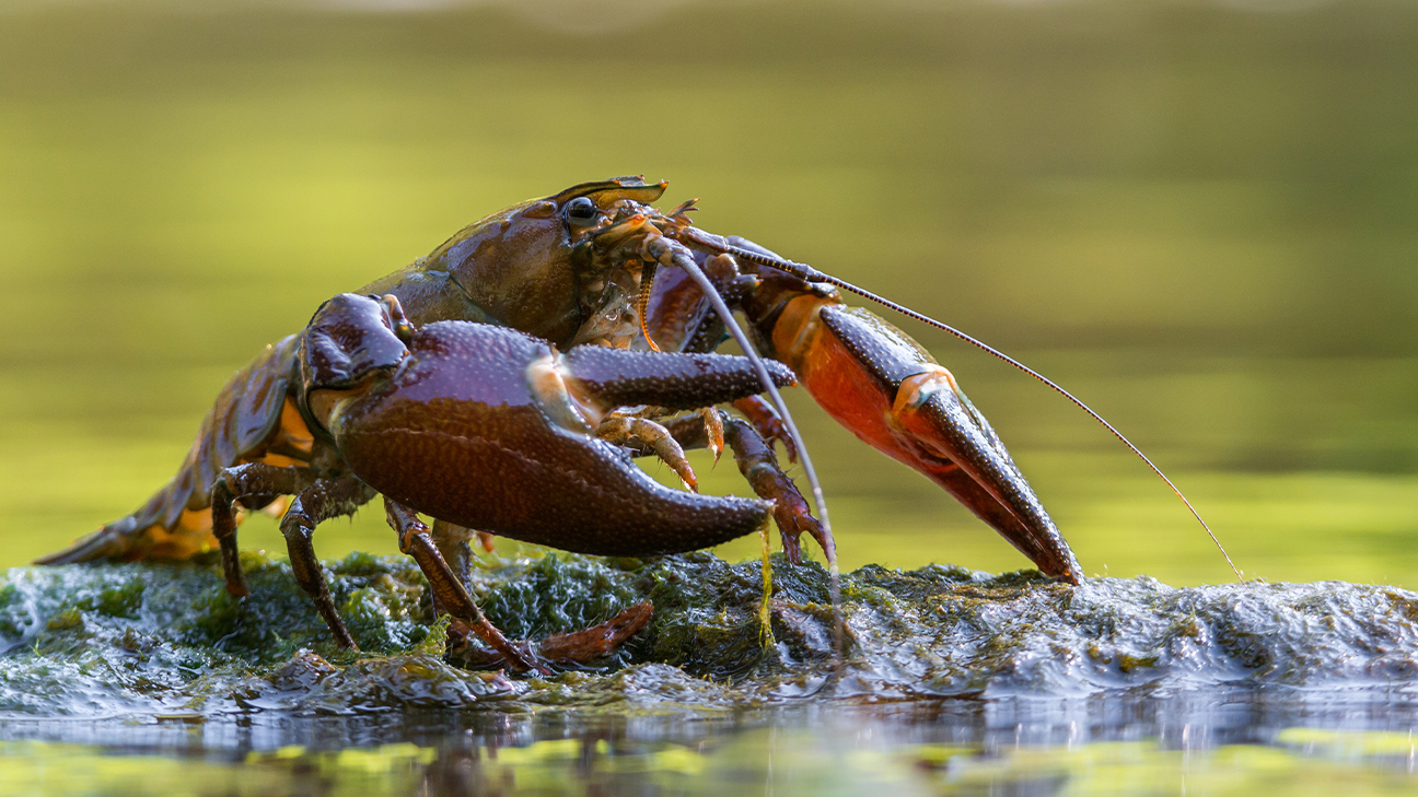 How to Trap Crawfish Successfully: A Tactical Field Guide 2