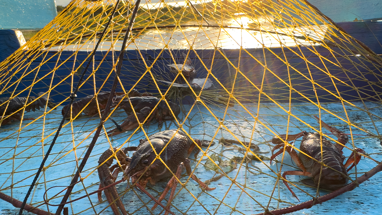 How to Trap Crawfish Successfully: A Tactical Field Guide 9
