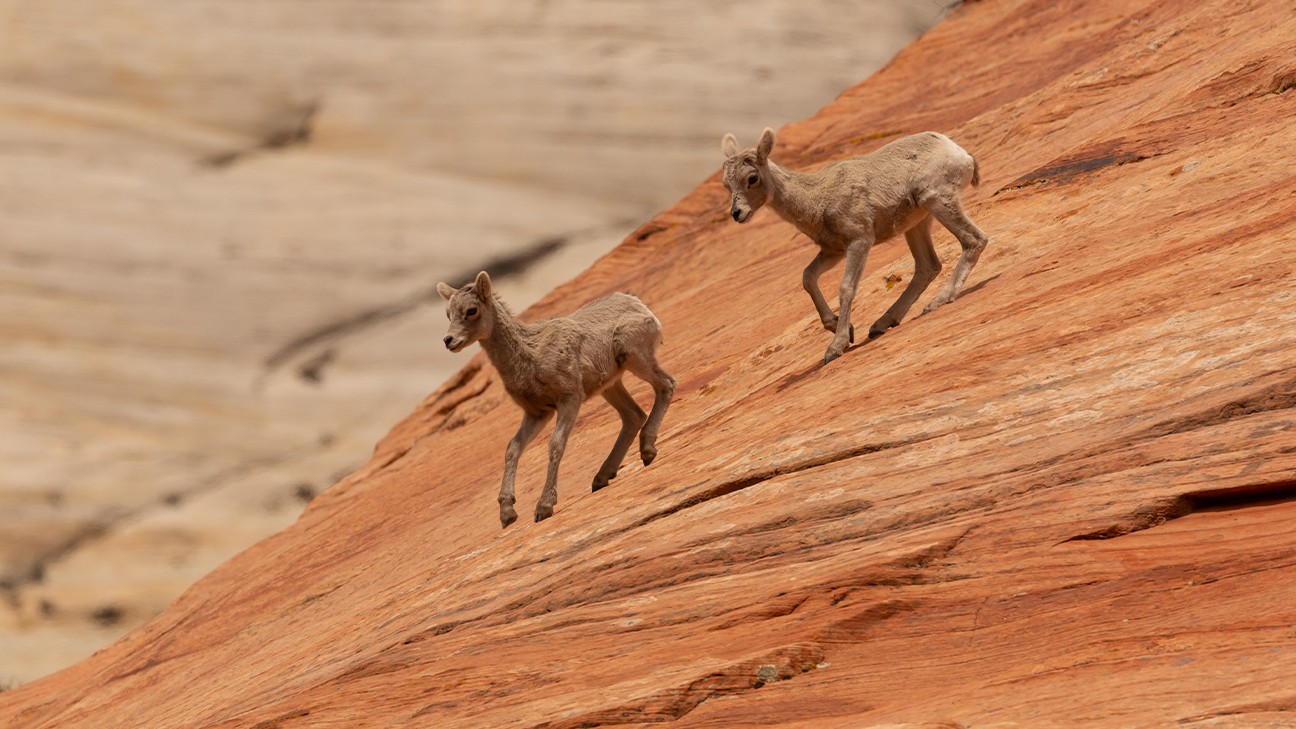 Fascinating Zion National Park Animals to Look For 14