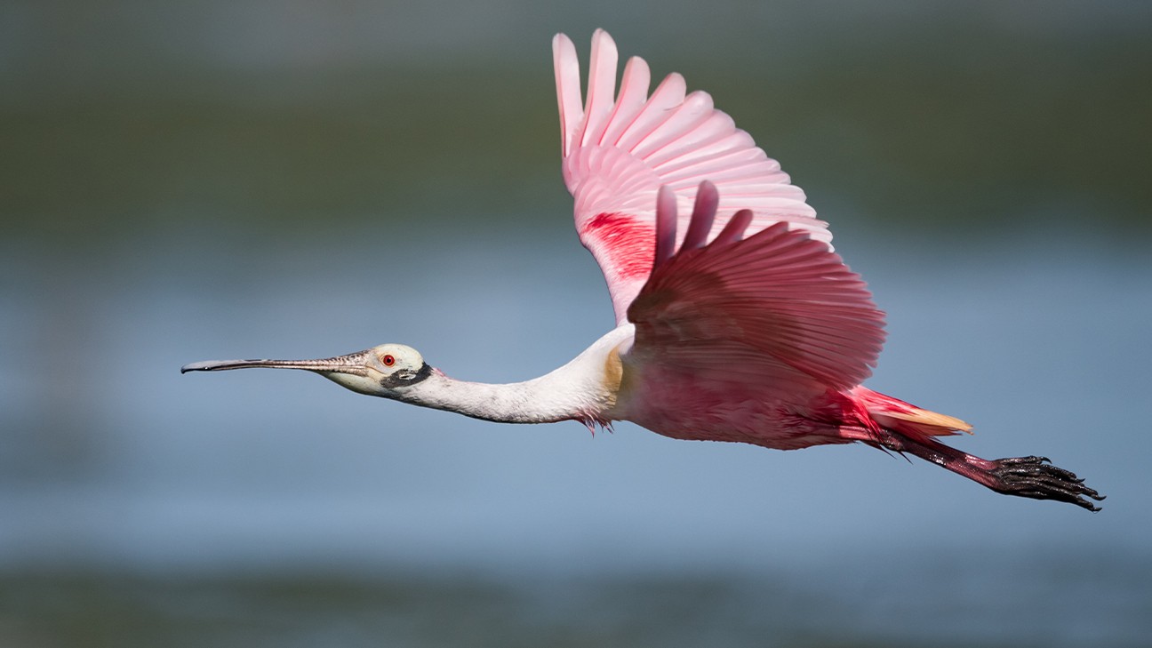 Everglades National Park Animals - Safety & Viewing Tips 8