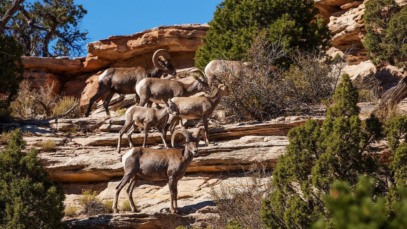 A Modern Adventurer's Guide to Yosemite National Park Animals a28 fi