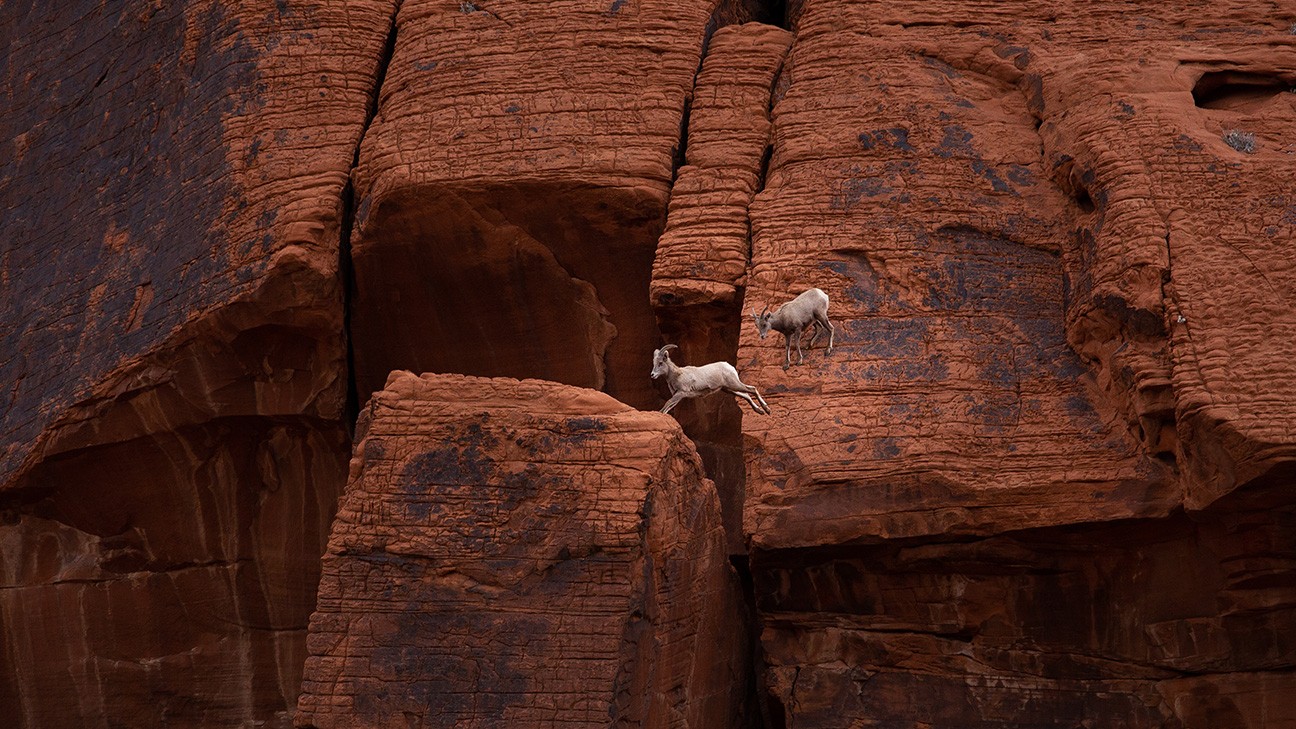 Arches National Park Animals: A Hiker’s Field Guide to Wildlife Watching fi
