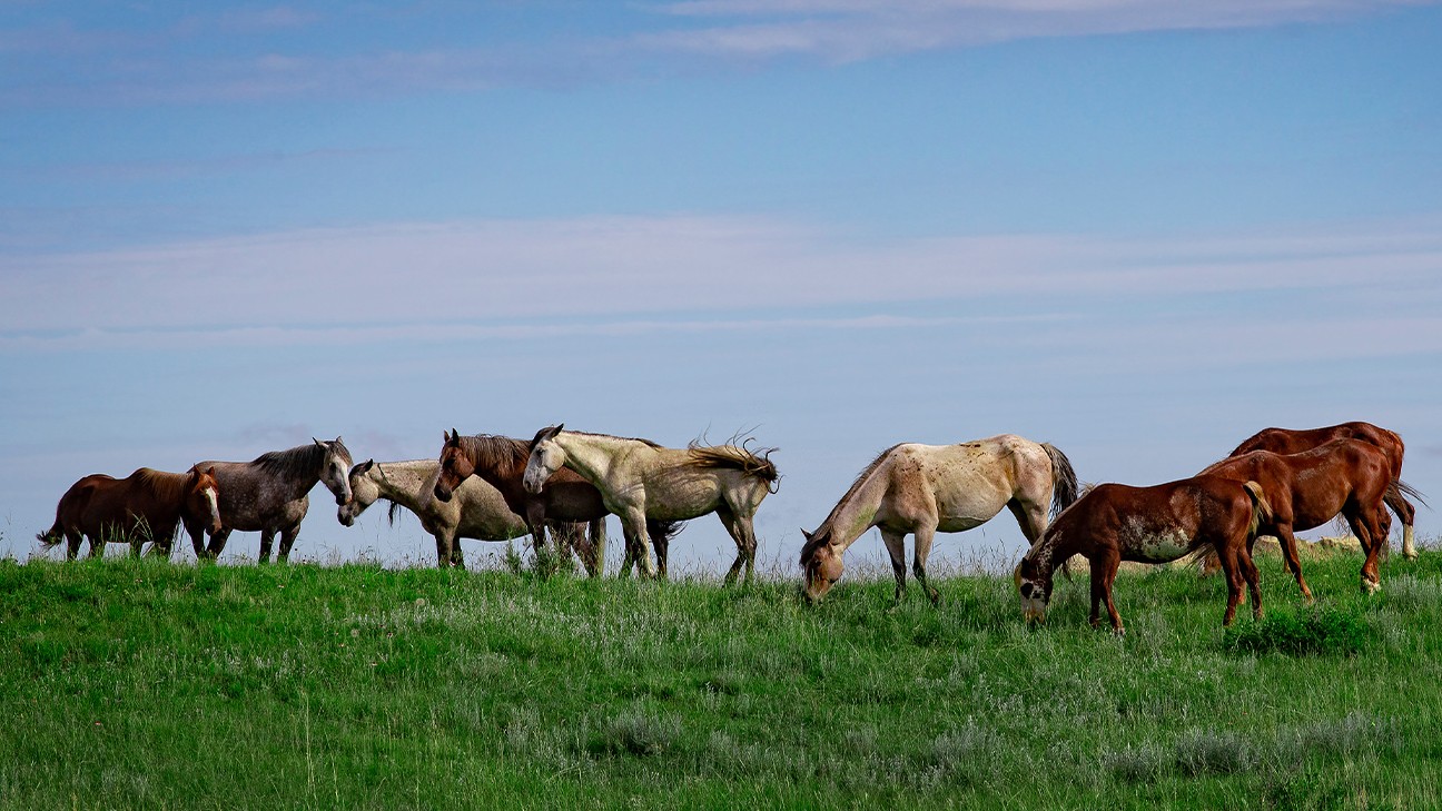 Best Things to Do in Theodore Roosevelt National Park 1