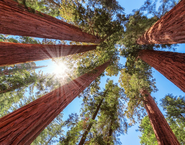 Sequoia National Park FI