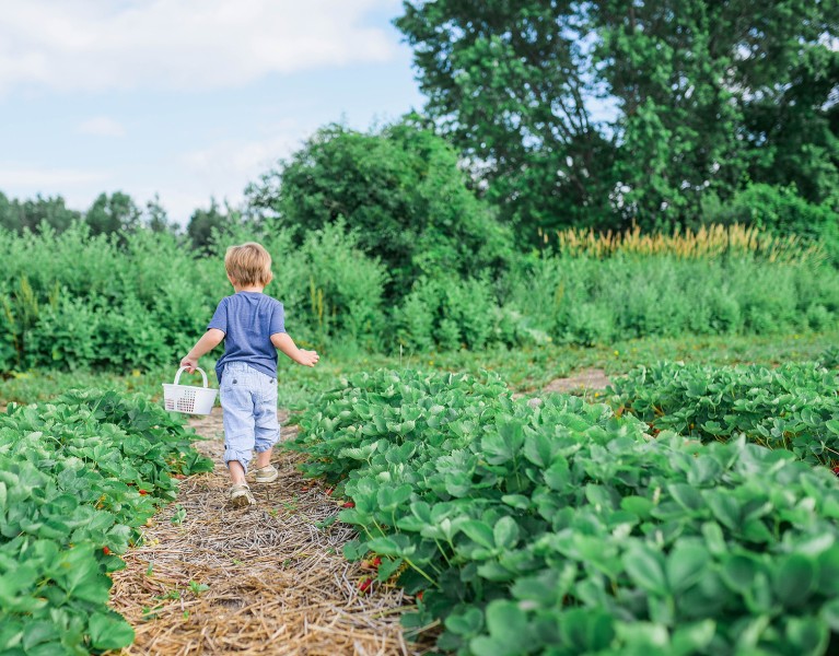 A Summer Guide To Strawberry Picking For Outdoor-Loving Families