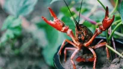 Let's Go Crawdaddin'! How To Catch And Cook Crayfish
