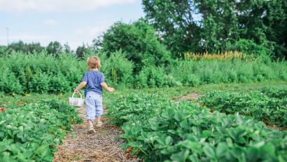 A Summer Guide To Strawberry Picking For Outdoor-Loving Families