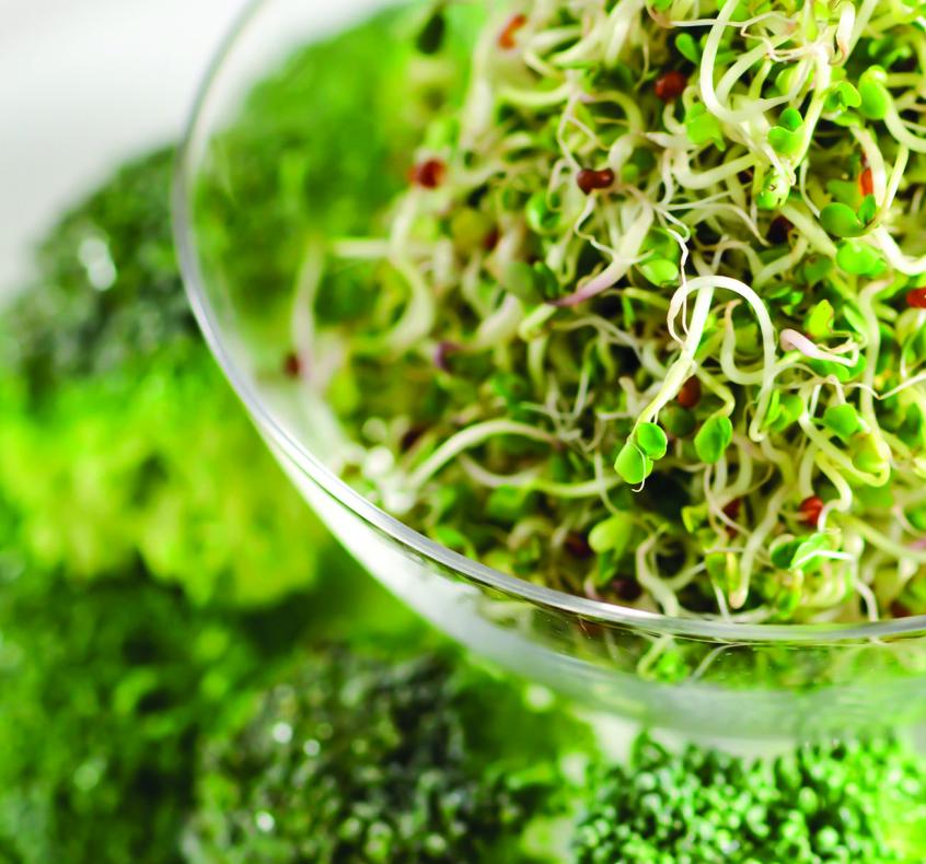 How to Grow Broccoli Sprouts: All You Need to Know