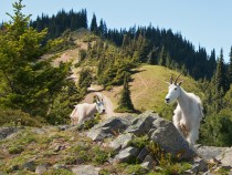 Olympic National Park Guide - Top Attractions & Tips FI