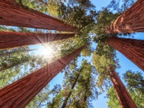 Sequoia National Park FI