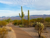 Best Hikes in Saguaro National Park fi