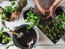 How To Grow Herbs Indoors at Home: Easy Tips for Basil, Mint and More fi