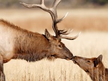 Meet the Yellowstone National Park Animals Up Close 4
