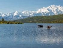 Exploring Animals And Their Habitats in Glacier National Park 6