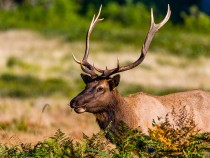 Wildlife in Redwood National Park: A Complete Guide fi