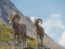 Animals in Rocky Mountain National Park: The Complete Wildlife Spotting Guide 27 fi
