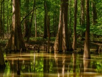Best Things to Do in Congaree National Park fi