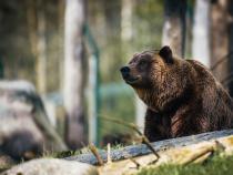 Bearanoid? Don't Let Bears Keep You Out of the Backcountry - Part Two