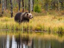 Bearanoid? Don't Let Bears Keep You Out of the Backcountry - Part One