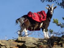 Have You Herd? Hiking With Pack Goats is a Thing