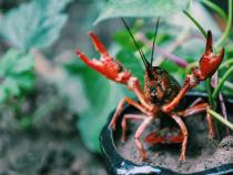 Let's Go Crawdaddin'! How To Catch And Cook Crayfish