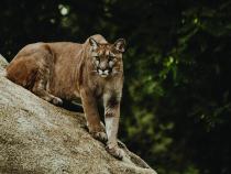 Are Mountain Lions Dangerous?