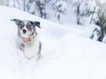 Tips for Winter Hiking with Dogs