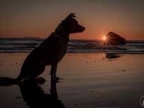 Dog-Friendly Spots on the Olympic Peninsula