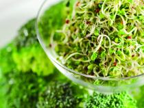 How to Grow Broccoli Sprouts: All You Need to Know
