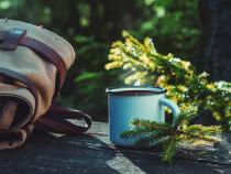 Benefits of Drinking Pine Needle Tea