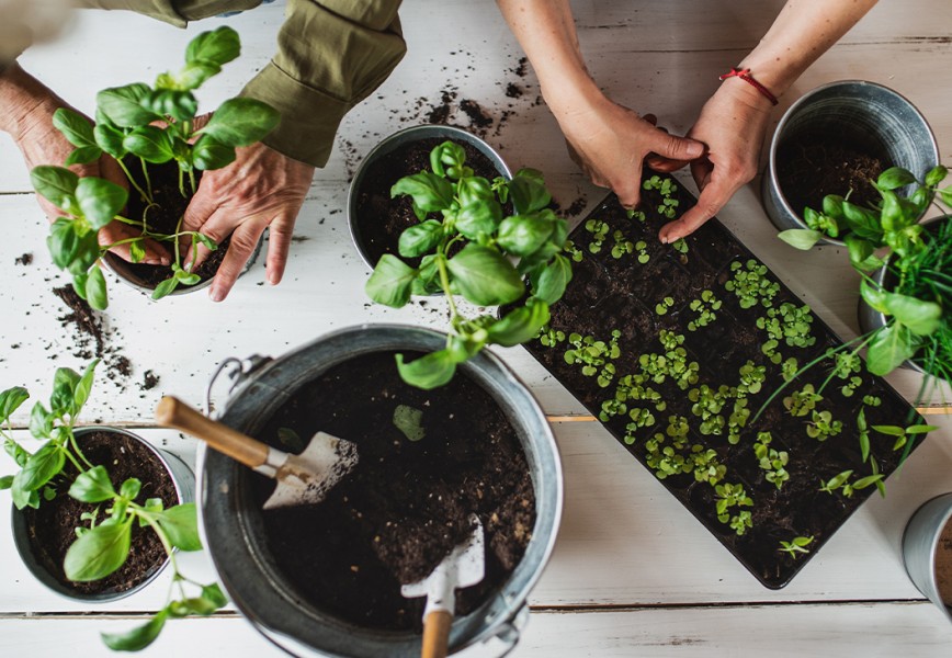 How To Grow Herbs Indoors at Home: Easy Tips for Basil, Mint and More fi