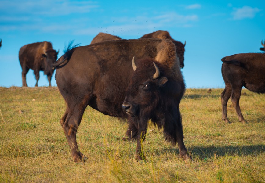 Badlands National Park Animals: The Complete Wildlife Spotting Guide fi