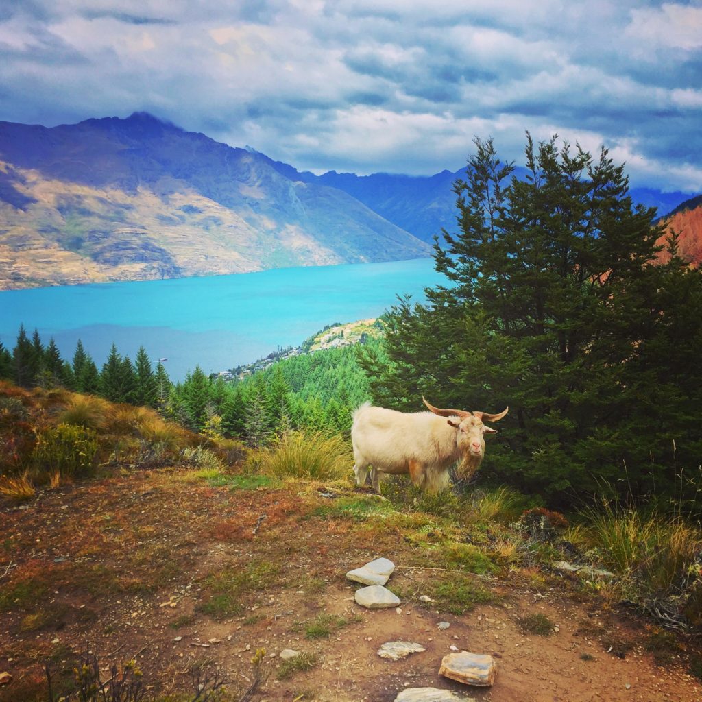 A landscape of a hillside with a lake below, with a goat.