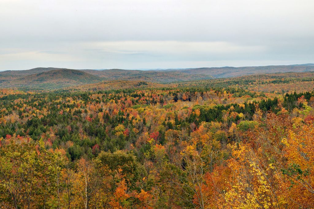 Overview of the woods in fall colors