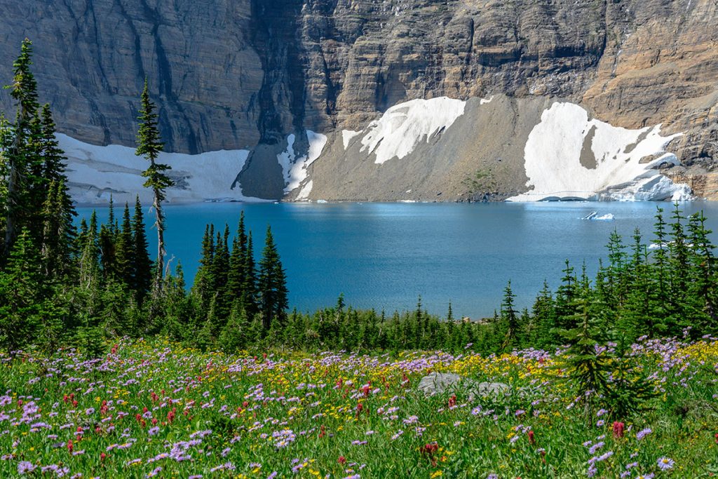 Iceberg Lake Behind Wildflowers