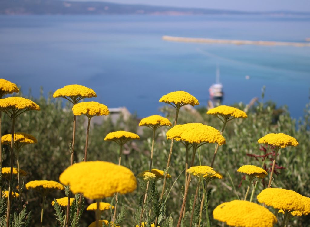 Yellow wildflowers and sea in Croatia.
