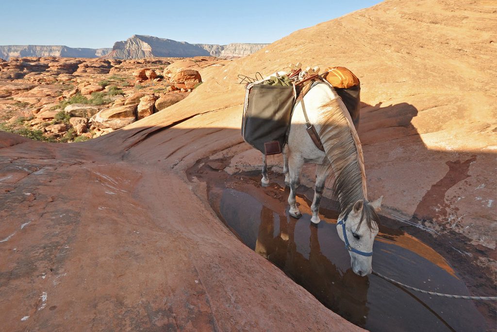 White Horse Drinking Water in Kanab Creek Wilderness