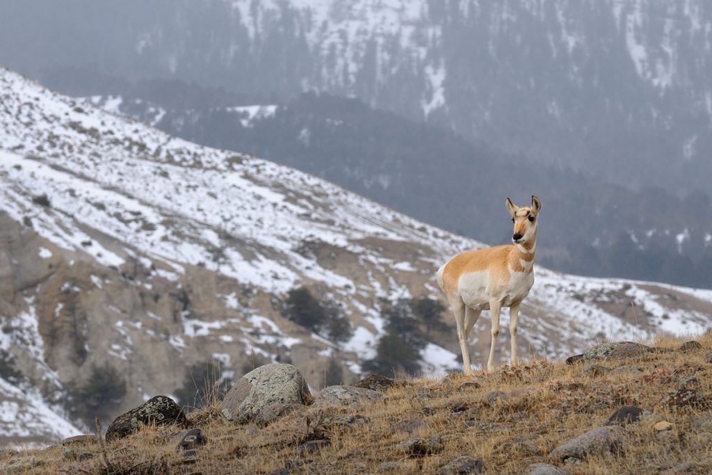 Single Pronghorn Antelope on a rocky ridge in winter 