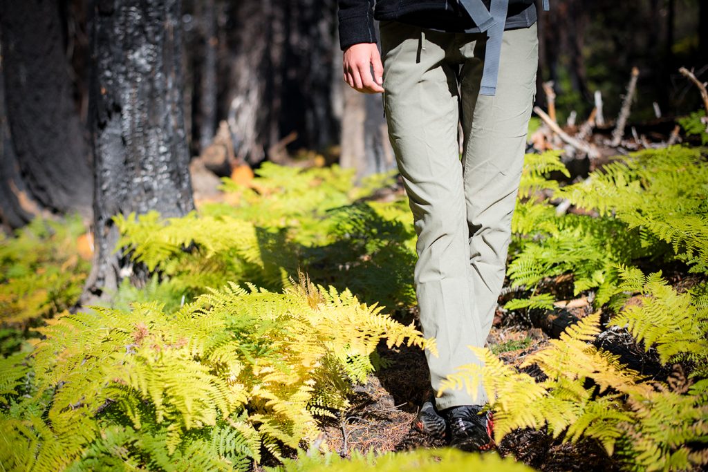 Person walking in the forest in between yellow shrubs.