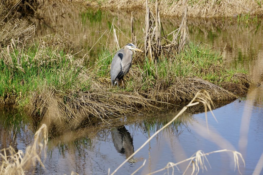 NisquallyDelta NisquallyDelta