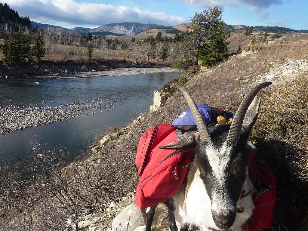 Hiking With Pack Goats is a Thing, goat carrying a backpack on a hike.