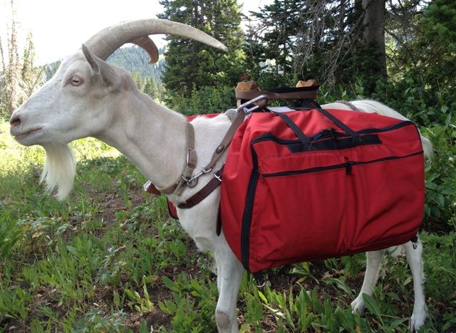 Hiking With Pack Goats is a Thing, goat carrying a red backpack.