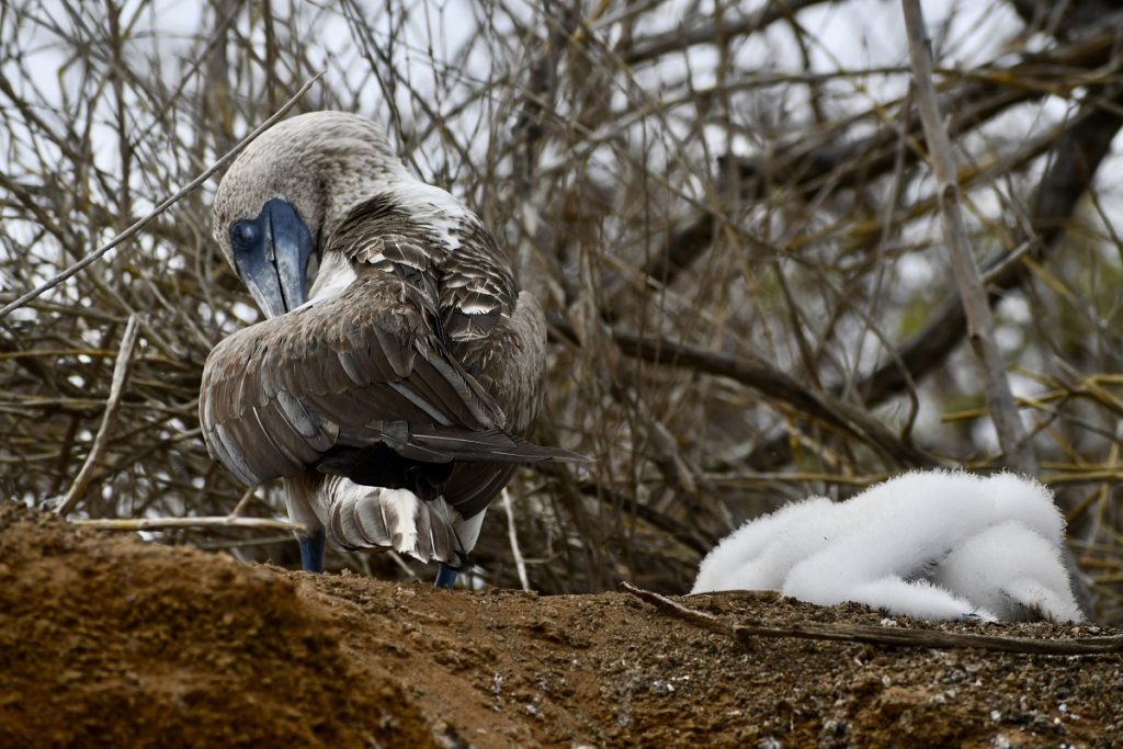SBornstein Galapagos BlueFootedBooby SBornstein Galapagos BlueFootedBooby