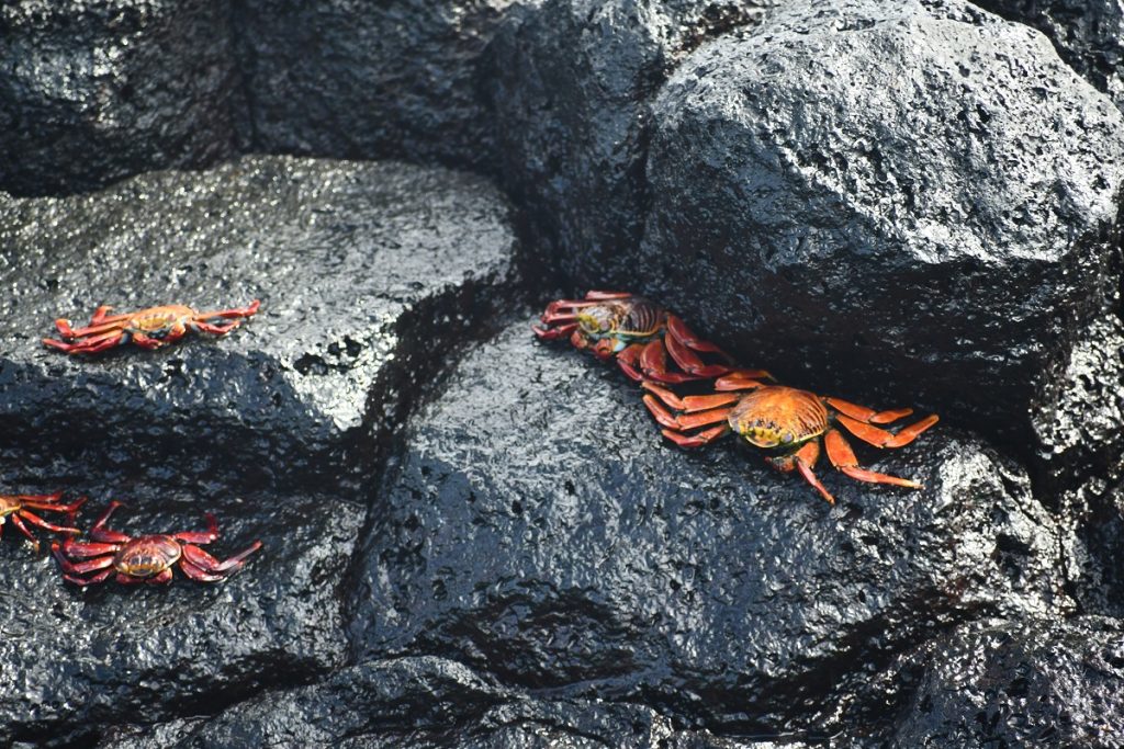 SBornstein Galapagos Crabs PostOfficeBay