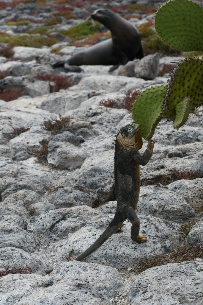 SBornstein Galapagos Iguana Cactus SBornstein Galapagos Iguana Cactus