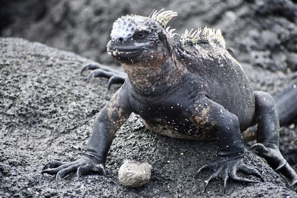 SBornstein Galapagos MarineIguana FernandinaLavaField SBornstein Galapagos MarineIguana FernandinaLavaField