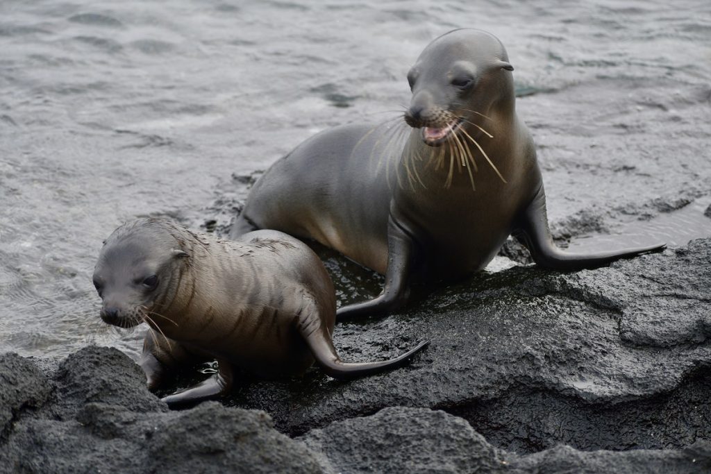 SBornstein Galapagos MomBabySeaLion FernandinaLavaField SBornstein Galapagos MomBabySeaLion FernandinaLavaField