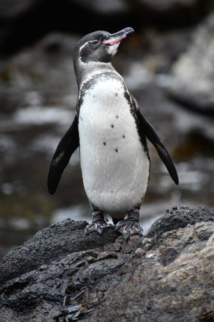 SBornstein Galapagos Penguin PuntaVincentRoca SBornstein Galapagos Penguin PuntaVincentRoca