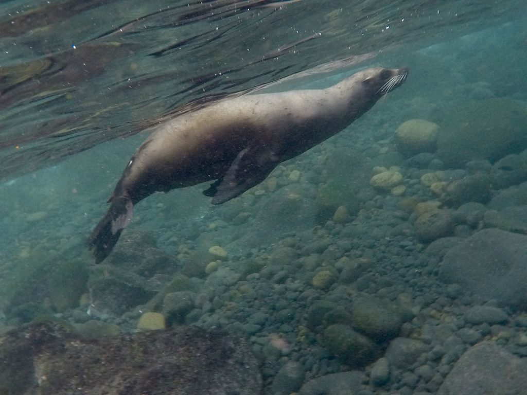 SBornstein Galapagos SeaLion VincenteRocaCove SBornstein Galapagos SeaLion VincenteRocaCove